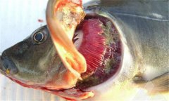 魚(yú)爛鰓病怎么處理 爛鰓病怎么治、用什么藥治療