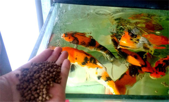 甲魚的攝食、生長(zhǎng)與溫度之間的關(guān)系