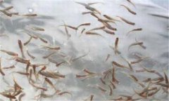 一齡魚是多少時間的魚苗，一齡魚種的放養(yǎng)要領(lǐng)