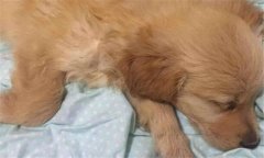 犬瘟熱初期癥狀 犬瘟熱的治療方法、怎么引起的