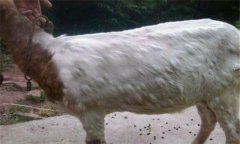 羊痘病的癥狀與治療方法、流行特點