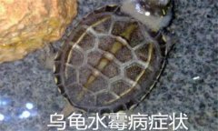 烏龜病了有哪幾種癥狀，烏龜常見病害防治方法