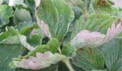 草莓白粉病的癥狀、防治方法、用什么藥好