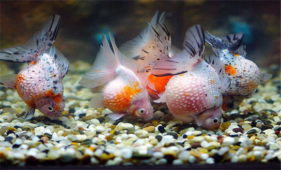 金魚的鱗片掉了會(huì)再長(zhǎng)出來(lái)嗎