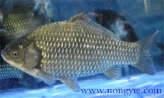 鯽魚有幾種，鯽魚種類知多少？
