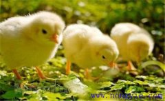 如何飼養(yǎng)小雞 怎樣讓母雞飼養(yǎng)陌生的小雞？