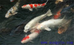 鯉魚是什么魚，鯉魚是淡水魚還是海水魚？