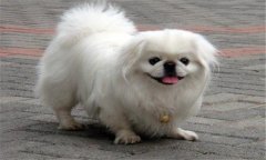 京巴犬好養(yǎng)嗎?京巴犬的優(yōu)缺點，怎么養(yǎng)