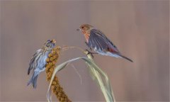 朱頂雀是國家保護(hù)動(dòng)物嗎?怎么繁殖、如何飼養(yǎng)