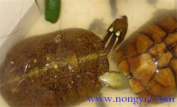 四眼斑水龜可以飼養(yǎng)嗎？