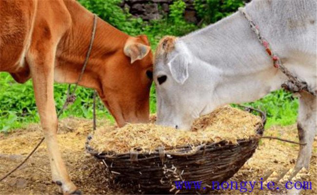 養(yǎng)牛節(jié)省草、節(jié)省飼料的九種辦法