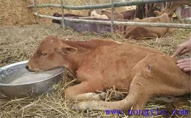牛水瀉的病因和預防、防治方法