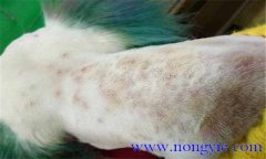 犬真菌性皮膚病癥狀表殃，如何診斷與治療