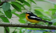 如何調(diào)教百靈鳥(niǎo)？百靈鳥(niǎo)的調(diào)教與訓(xùn)練方法