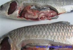 草魚出血病發(fā)病原因、癥狀、治療方法