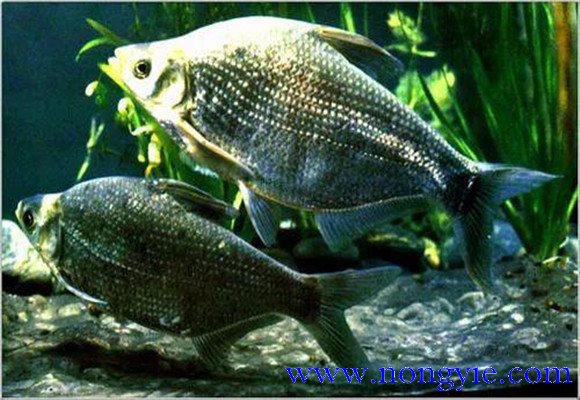 羅非魚的原產(chǎn)地是哪里，其生活習性如何