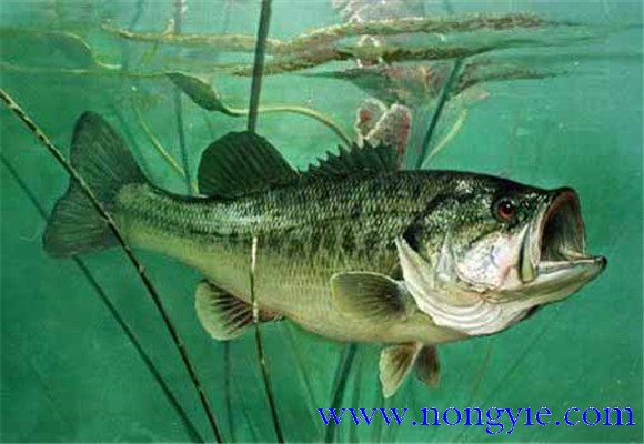大口黑鱸養(yǎng)殖，飼養(yǎng)幼魚要注意哪些