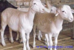 羊胃腸炎癥狀和治療的方法、病因是什么？