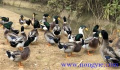 種鴨公母比例多少合適，種鴨的飼養(yǎng)與管理技術