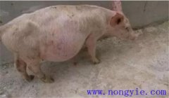 豬痹癥的癥狀表現(xiàn)有哪些，豬痹癥的治療方法