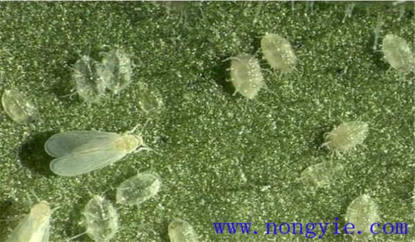 白粉虱怎么治，白粉虱用什么藥防治