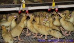 雛鴨飼養(yǎng)及管理要點：飼喂、溫度、飼養(yǎng)密度等