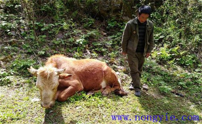 牛食用爛紅薯中毒的癥狀表現(xiàn)、診治與治療方法