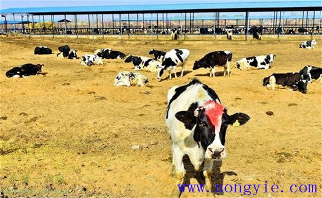 冬季奶牛如何飼養(yǎng)管理產奶多