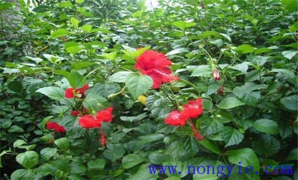 盆栽扶?；ㄔ趺答B(yǎng)才能開好花