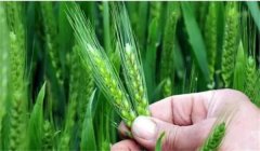 小麥揚(yáng)花期能澆水嗎？小麥揚(yáng)花期是什么時間