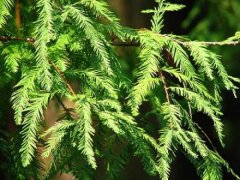 落羽杉與水杉的區(qū)別是什么，落羽杉簡(jiǎn)介