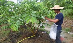番石榴修剪方法與疏花疏果、果實套袋技術要點