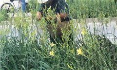 萱草要怎樣施肥？萱草的水肥管理