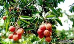 荔枝需要什么種植環(huán)境？荔枝種植技術(shù)有什么？