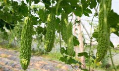 苦瓜種植技術(shù)與管理法？苦瓜該如何種植？
