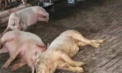 非洲豬瘟的癥狀是什么？如何預防非洲豬瘟？