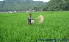 水稻用什么肥料好？水稻施肥需要注意的事項(xiàng)