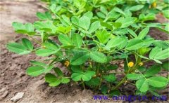 花生的需肥特點(diǎn)是什么？花生葉面噴肥關(guān)鍵技術(shù)
