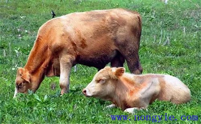 奶牛養(yǎng)殖容易忽略、又必須掌握的飼養(yǎng)管理要點