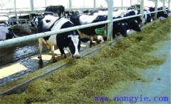 牛飼料知識(shí)-一頭奶牛需要多少青貯飼料？
