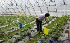 大棚蔬菜如何使用沖施肥，施用時(shí)要注意什么