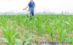 怎樣使用玉米除草劑，有哪些需注意事項？