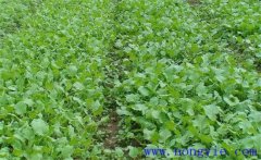 油菜育苗移栽技術(shù)要點(diǎn)與方法、步驟