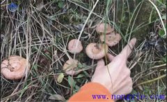 樅樹菌幾月份才有？樅樹菌的營(yíng)養(yǎng)價(jià)值 如何保存