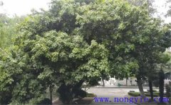 紫楠是常綠還是落葉植物，紫楠樹簡介