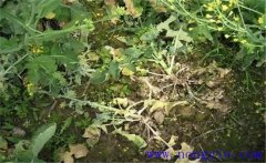 油菜病害有哪些？油菜病蟲害防治技術(shù)