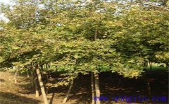 楓香是常綠還是落葉植物？楓香的生態(tài)習性簡介