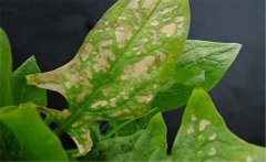 菠菜斑點(diǎn)病有哪些特征？菠菜斑點(diǎn)病的防治方法