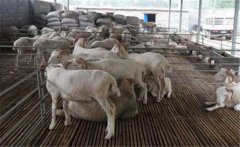 羊妊娠毒血癥如何預(yù)防、如何用藥？