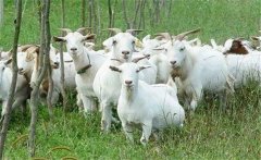 肉羊夏季常見(jiàn)病有哪些，如何防治？